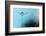 Turquoise Evening-Heidi Westum-Framed Photographic Print