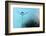 Turquoise Evening-Heidi Westum-Framed Photographic Print