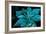 Turquoise Poinsettia For My Darling-Joy Lions-Framed Giclee Print