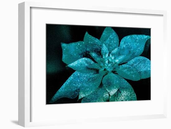 Turquoise Poinsettia For My Darling-Joy Lions-Framed Giclee Print