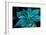 Turquoise Poinsettia For My Darling-Joy Lions-Framed Giclee Print