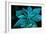 Turquoise Poinsettia For My Darling-Joy Lions-Framed Giclee Print