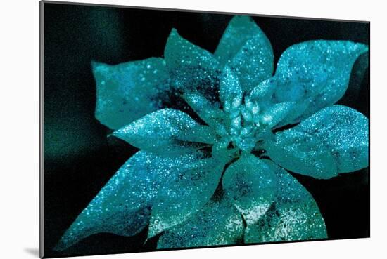 Turquoise Poinsettia For My Darling-Joy Lions-Mounted Giclee Print