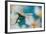 Turquoise Summer-Heidi Westum-Framed Photographic Print