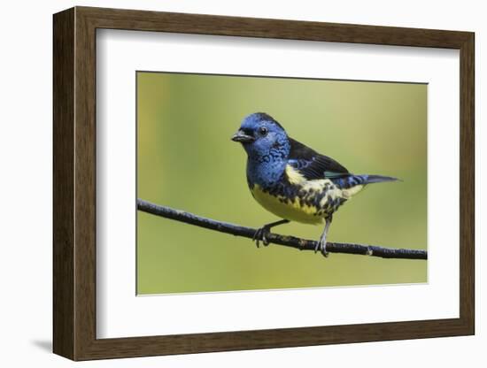 Turquoise tanager-Ken Archer-Framed Photographic Print