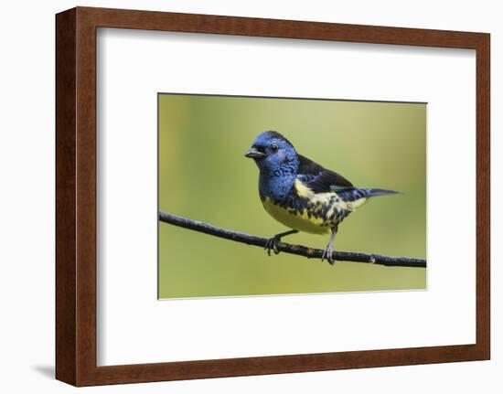 Turquoise tanager-Ken Archer-Framed Photographic Print