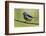 Turquoise tanager-Ken Archer-Framed Photographic Print