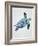 Turquoise Turtle-Tania Bello-Framed Giclee Print