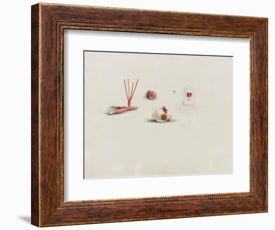 Turris Neglecta: Hydrozoan-Philip Henry Gosse-Framed Premium Giclee Print