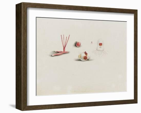 Turris Neglecta: Hydrozoan-Philip Henry Gosse-Framed Giclee Print