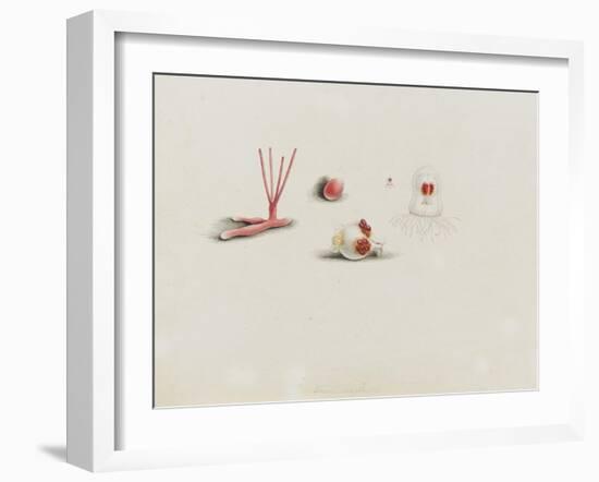 Turris Neglecta: Hydrozoan-Philip Henry Gosse-Framed Giclee Print