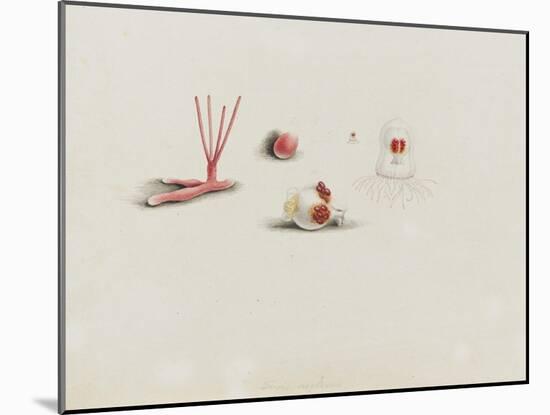 Turris Neglecta: Hydrozoan-Philip Henry Gosse-Mounted Giclee Print