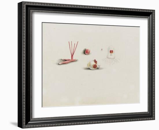 Turris Neglecta: Hydrozoan-Philip Henry Gosse-Framed Giclee Print