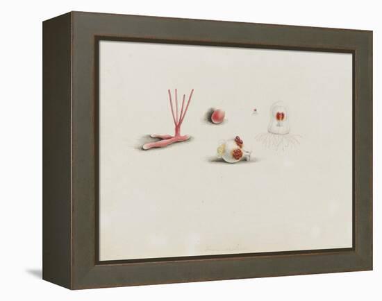 Turris Neglecta: Hydrozoan-Philip Henry Gosse-Framed Premier Image Canvas