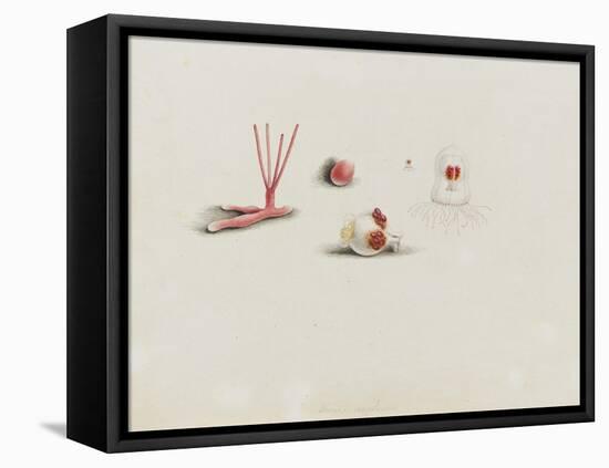 Turris Neglecta: Hydrozoan-Philip Henry Gosse-Framed Premier Image Canvas