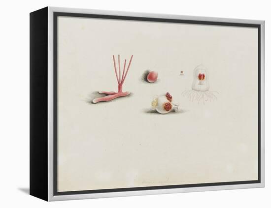 Turris Neglecta: Hydrozoan-Philip Henry Gosse-Framed Premier Image Canvas