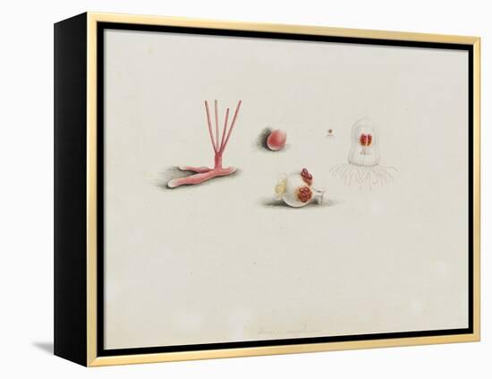 Turris Neglecta: Hydrozoan-Philip Henry Gosse-Framed Premier Image Canvas