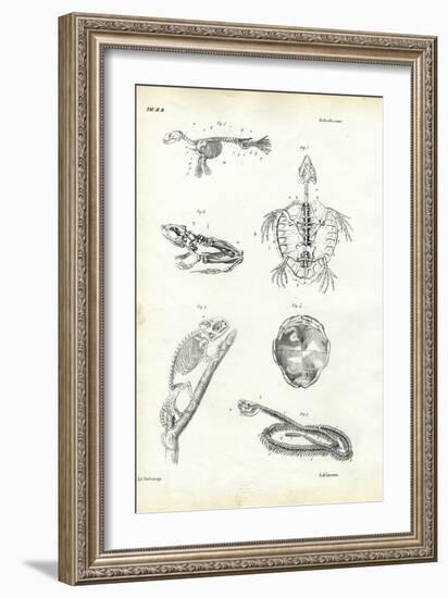 Turtle, 1863-79-Raimundo Petraroja-Framed Giclee Print