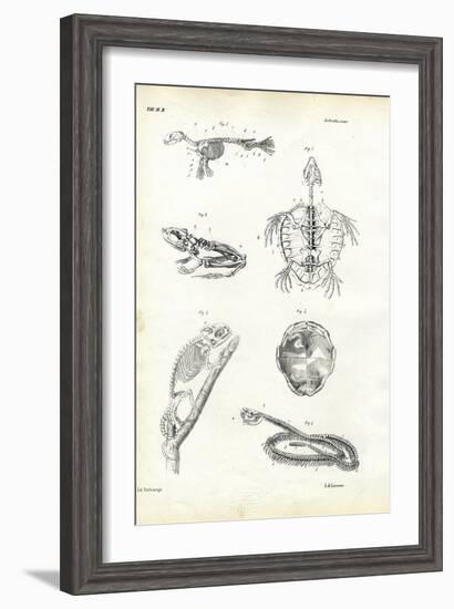 Turtle, 1863-79-Raimundo Petraroja-Framed Giclee Print