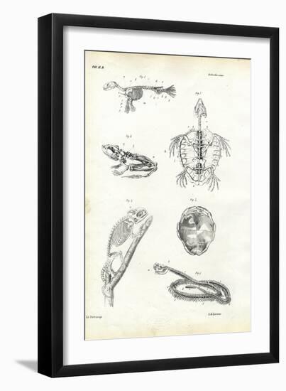 Turtle, 1863-79-Raimundo Petraroja-Framed Giclee Print