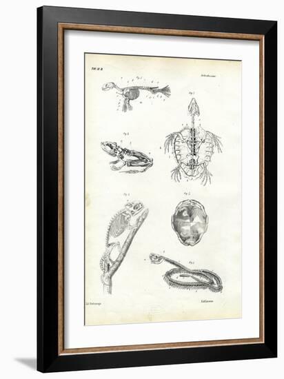 Turtle, 1863-79-Raimundo Petraroja-Framed Giclee Print