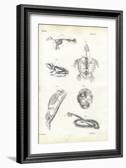 Turtle, 1863-79-Raimundo Petraroja-Framed Giclee Print