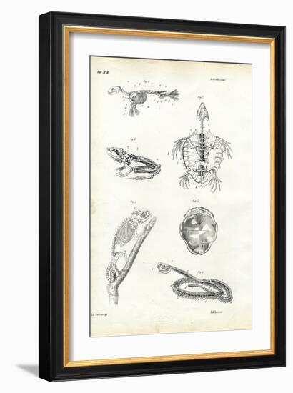 Turtle, 1863-79-Raimundo Petraroja-Framed Giclee Print