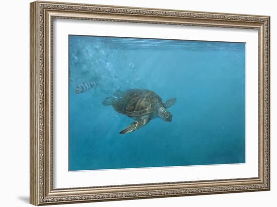 Turtle 2-Michael Jackson-Framed Giclee Print