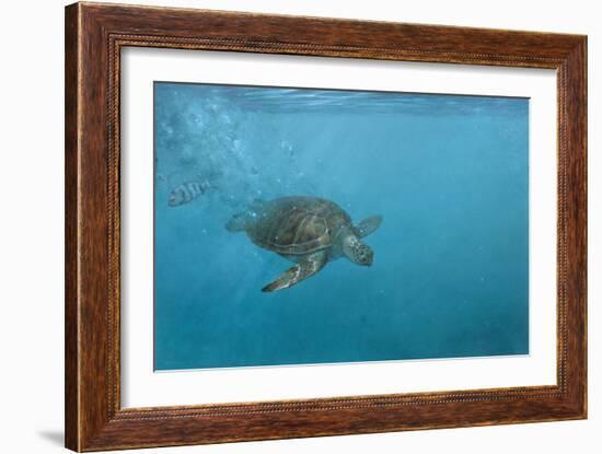 Turtle 2-Michael Jackson-Framed Giclee Print