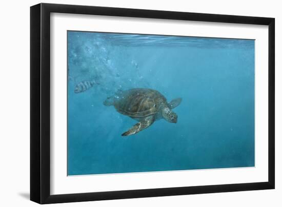 Turtle 2-Michael Jackson-Framed Giclee Print