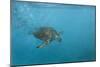 Turtle 2-Michael Jackson-Mounted Giclee Print