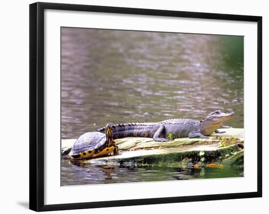 Turtle and Alligator in Pond at Magnolia Plantation, Charleston, South Carolina, USA-Julie Eggers-Framed Photographic Print