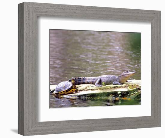 Turtle and Alligator in Pond at Magnolia Plantation, Charleston, South Carolina, USA-Julie Eggers-Framed Photographic Print