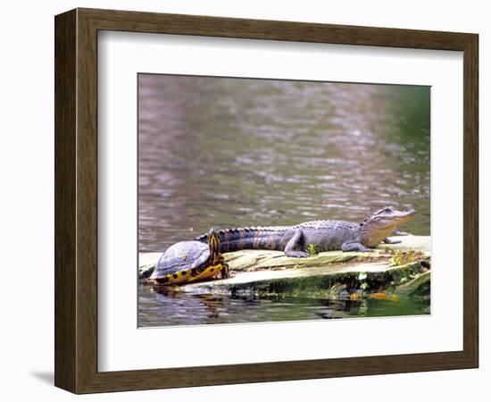 Turtle and Alligator in Pond at Magnolia Plantation, Charleston, South Carolina, USA-Julie Eggers-Framed Photographic Print