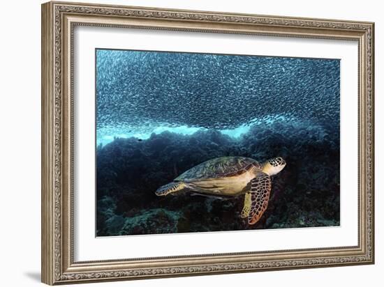 Turtle And Sardines-Henry Jager-Framed Giclee Print