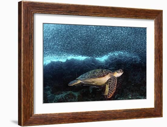 Turtle And Sardines-Henry Jager-Framed Giclee Print