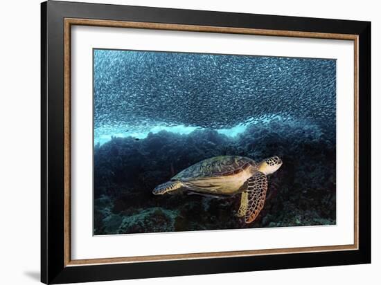 Turtle And Sardines-Henry Jager-Framed Giclee Print