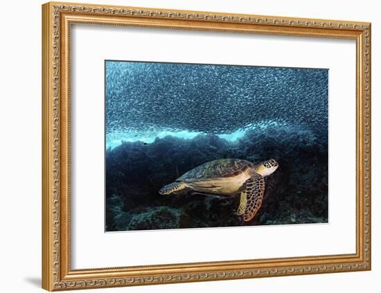 Turtle And Sardines-Henry Jager-Framed Giclee Print