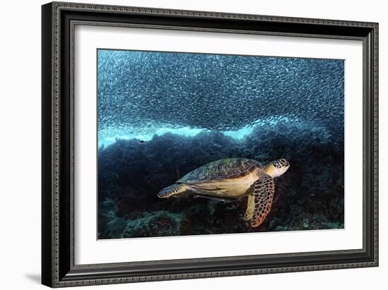 Turtle And Sardines-Henry Jager-Framed Giclee Print