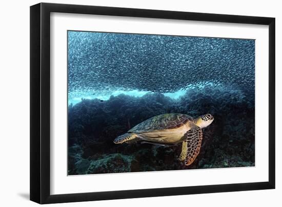 Turtle And Sardines-Henry Jager-Framed Giclee Print