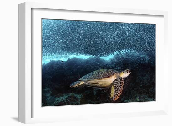 Turtle And Sardines-Henry Jager-Framed Giclee Print