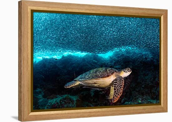 Turtle and Sardines-Henry Jager-Framed Premier Image Canvas