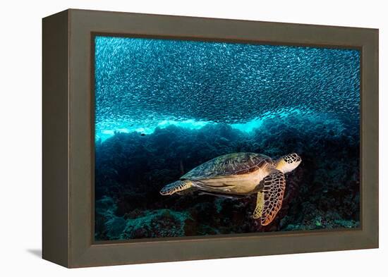 Turtle and Sardines-Henry Jager-Framed Premier Image Canvas