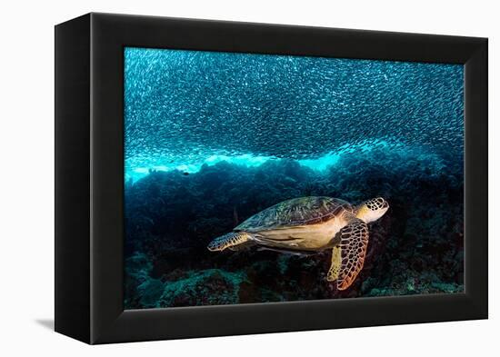 Turtle and Sardines-Henry Jager-Framed Premier Image Canvas