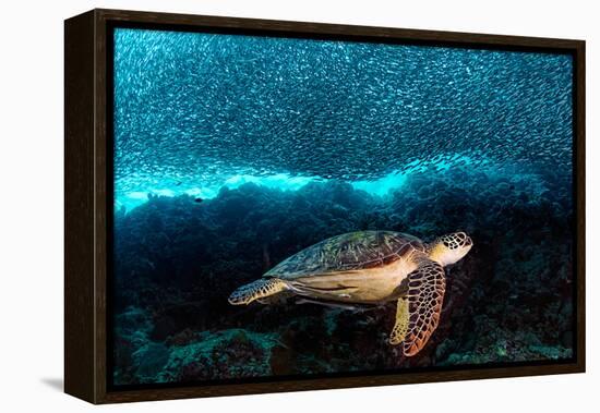 Turtle and Sardines-Henry Jager-Framed Premier Image Canvas