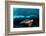 Turtle and Sardines-Henry Jager-Framed Photographic Print