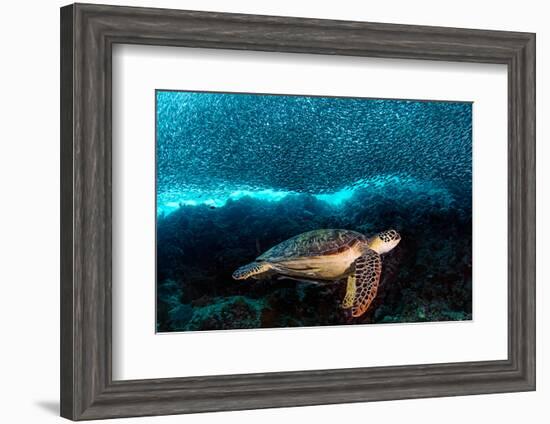 Turtle and Sardines-Henry Jager-Framed Photographic Print