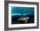 Turtle and Sardines-Henry Jager-Framed Photographic Print