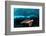 Turtle and Sardines-Henry Jager-Framed Photographic Print