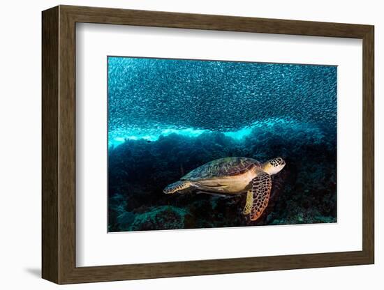 Turtle and Sardines-Henry Jager-Framed Photographic Print